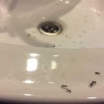 Ants Coming Out Of Bathtub Drain